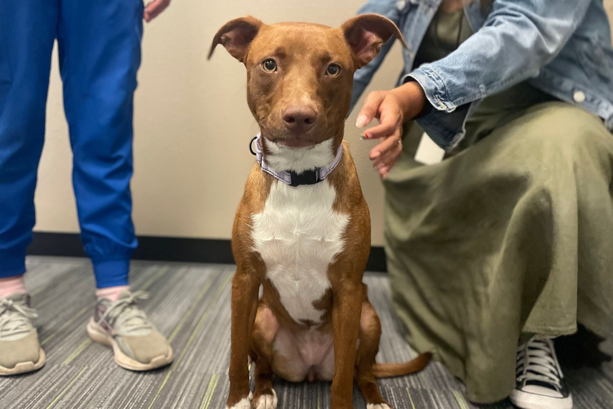 Bella sits attentively between two people indoors, looking directly at the camera. Her ears are perked and she wears a lavender collar, showing her calm and gentle personality.