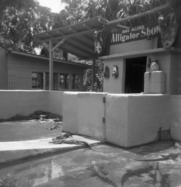 Black-and-white photo of Ross Allen’s Alligator Show at Silver Springs, Florida, showing a concrete enclosure with several alligators lying on the wet ground. The structure has a sign above the entrance reading “Ross Allen’s Alligator Show,” with mounted reptile heads displayed on the walls. A simple wooden roof shades part of the building, and trees are visible in the background.