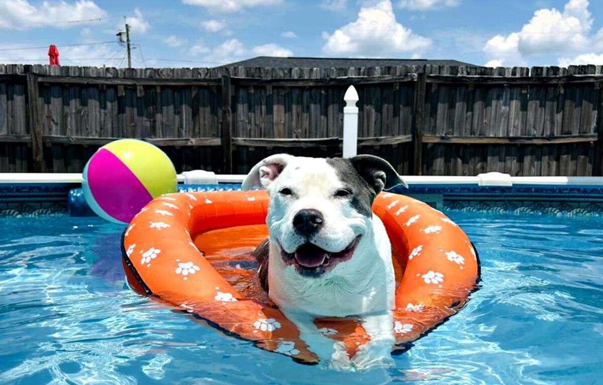 A smiling dog named Grizz relaxes on an orange paw-print pool float in a backyard swimming pool with a beach ball floating nearby.