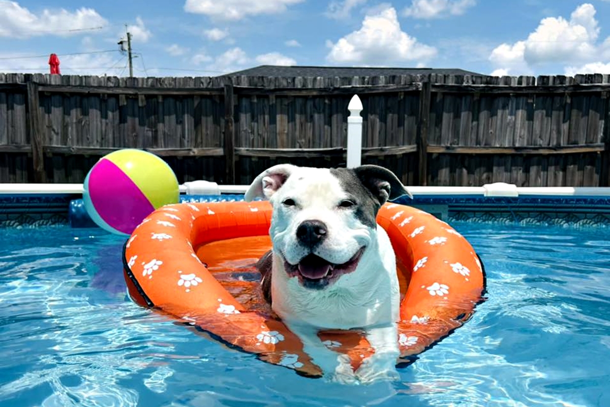 A smiling dog named Grizz relaxes on an orange paw-print pool float in a backyard swimming pool with a beach ball floating nearby.
