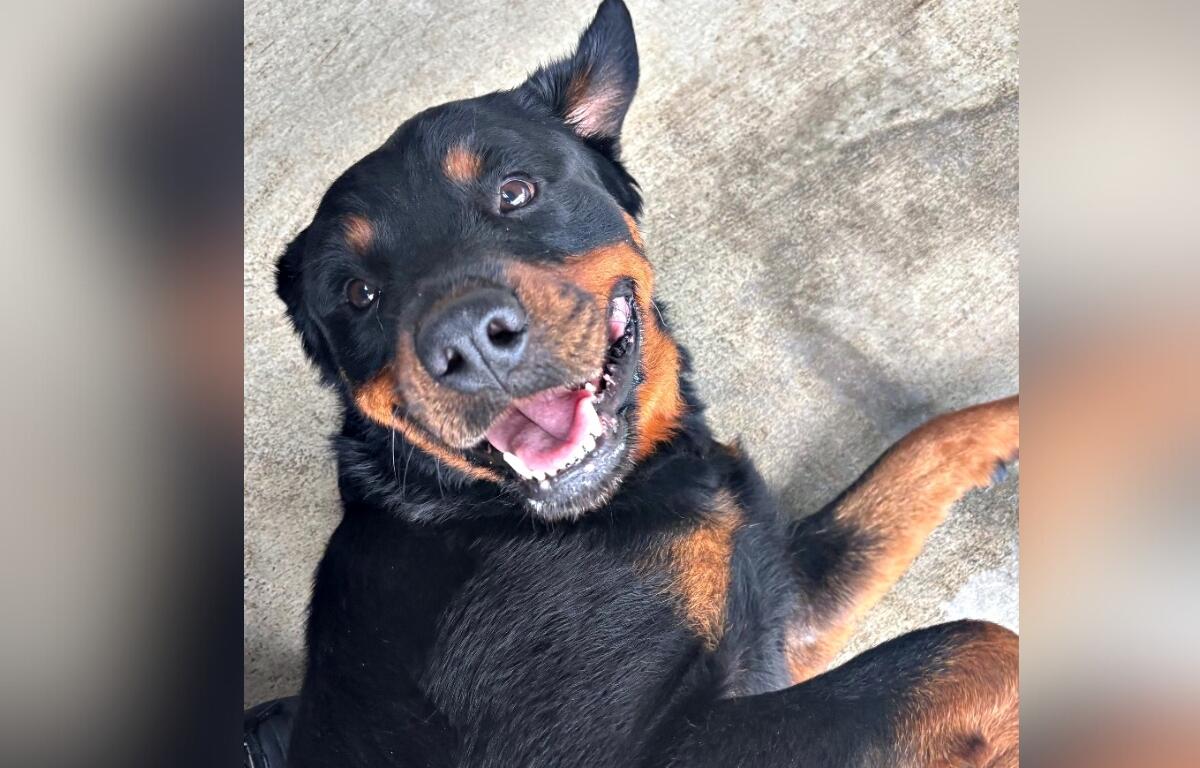 Sydney, a smiling black and tan Rottweiler mix, lies on her side with her ears perked and tongue slightly out.
