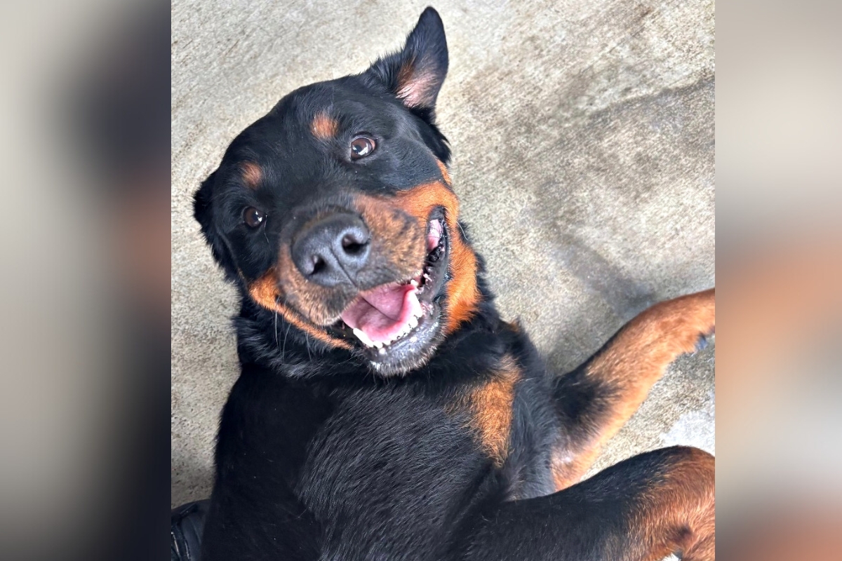Sydney, a smiling black and tan Rottweiler mix, lies on her side with her ears perked and tongue slightly out.