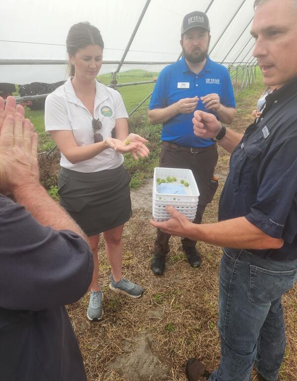 Group of people discussing and inspecting green hop cones under a greenhouse structure.