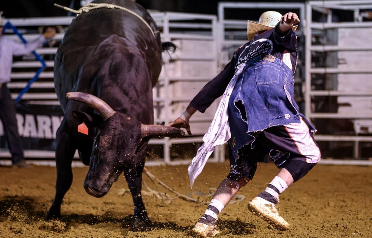 Rodeo clown in tattered gear distracts an aggressive black bull in the arena as dirt flies from the bull's hooves.