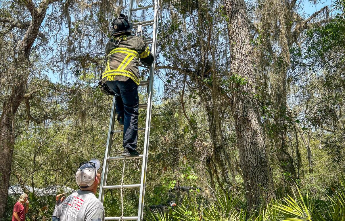 firefighter climbs a ladder to get to an orange cat while man in white shirt watches