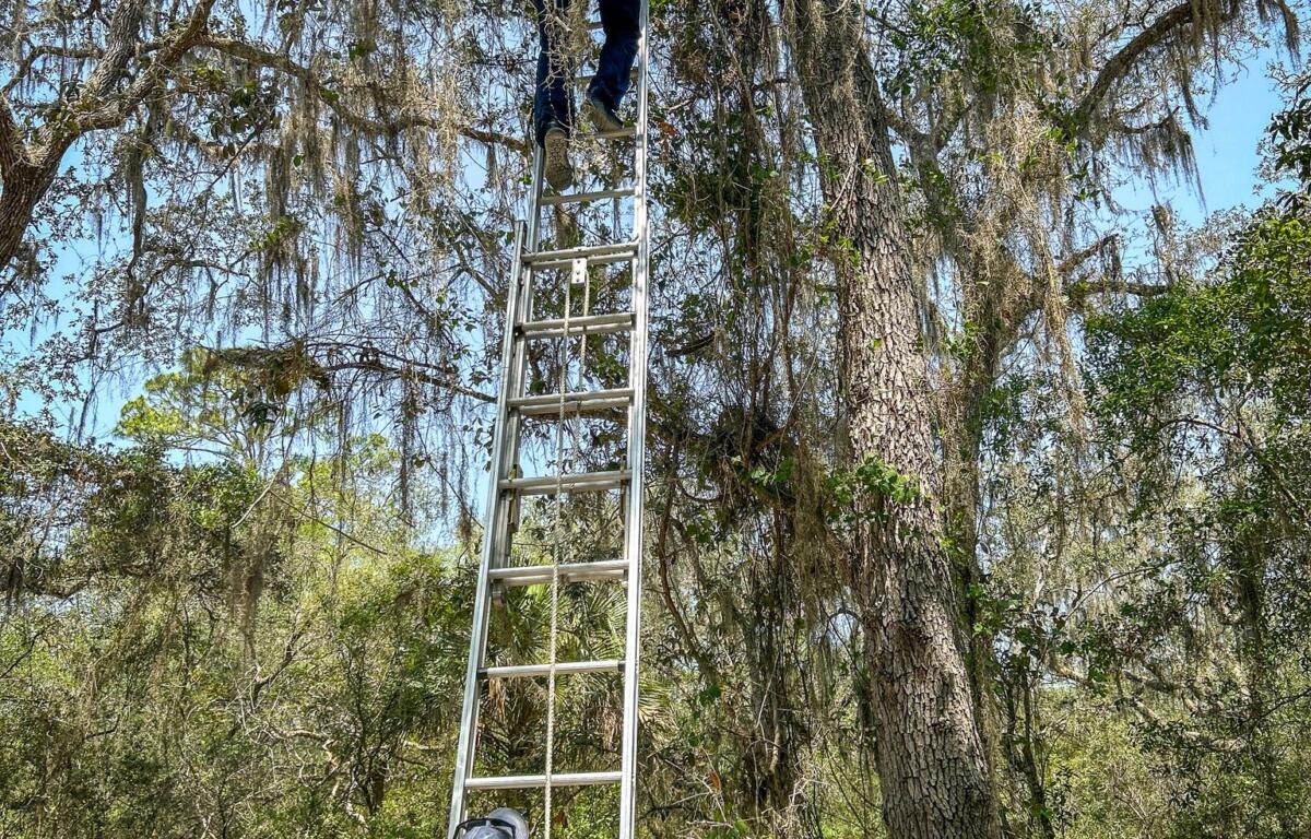 firefighter climbs a ladder to get to an orange cat while man in white shirt watches