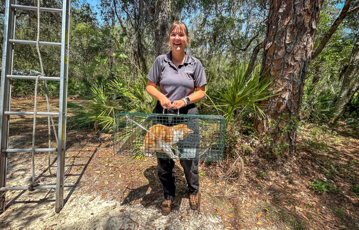 Photo shows Marion County Animal Services Animal Control Officer Marissa Stone holding an orange cat in a green cage with a ladder in the background.