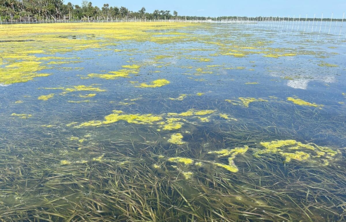 Close-up of healthy eelgrass growing in shallow water at Lake George following habitat restoration and protection.
