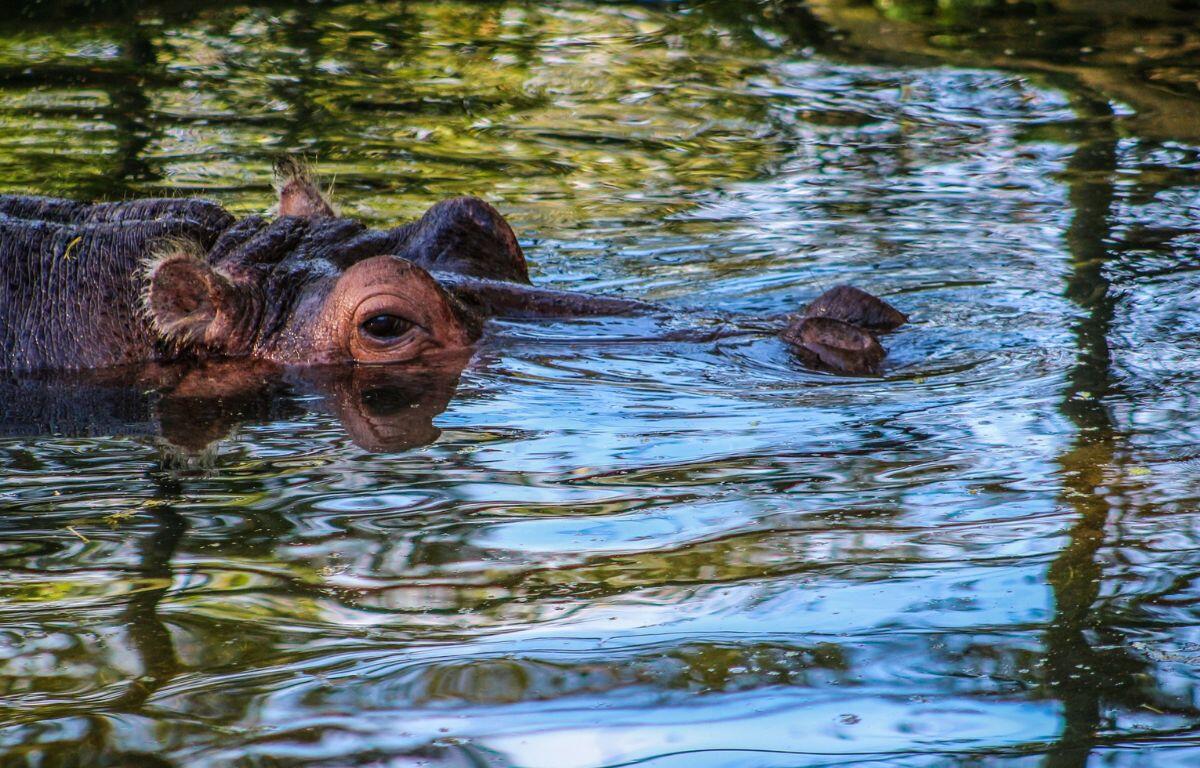 A large brown skinned animal with its brow and eyes above the water, with murky water in the background and bluish water in the foreground.