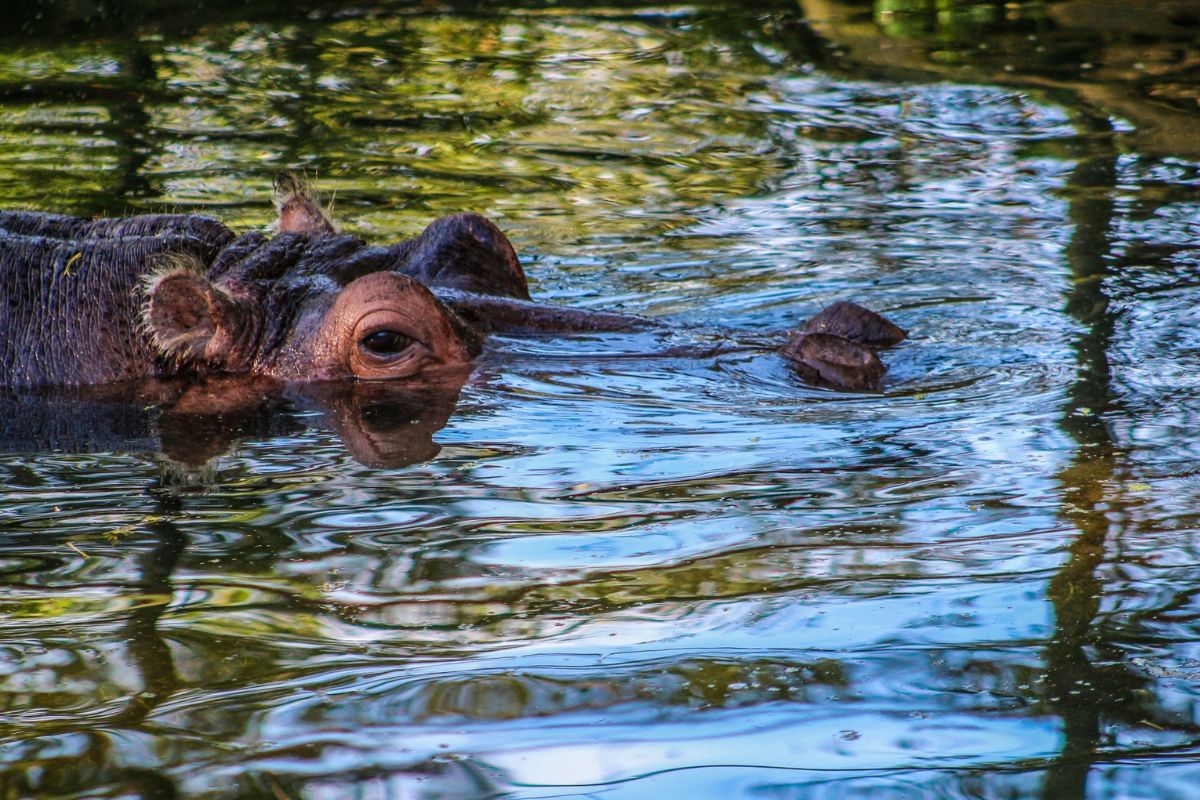 A large brown skinned animal with its brow and eyes above the water, with murky water in the background and bluish water in the foreground.