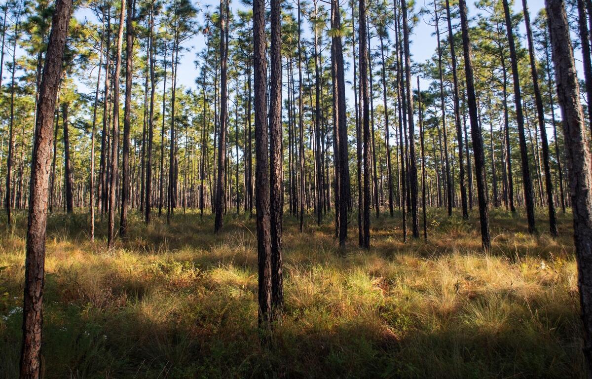Wide view of pine forest in Southeastern U.S. under clear skies.