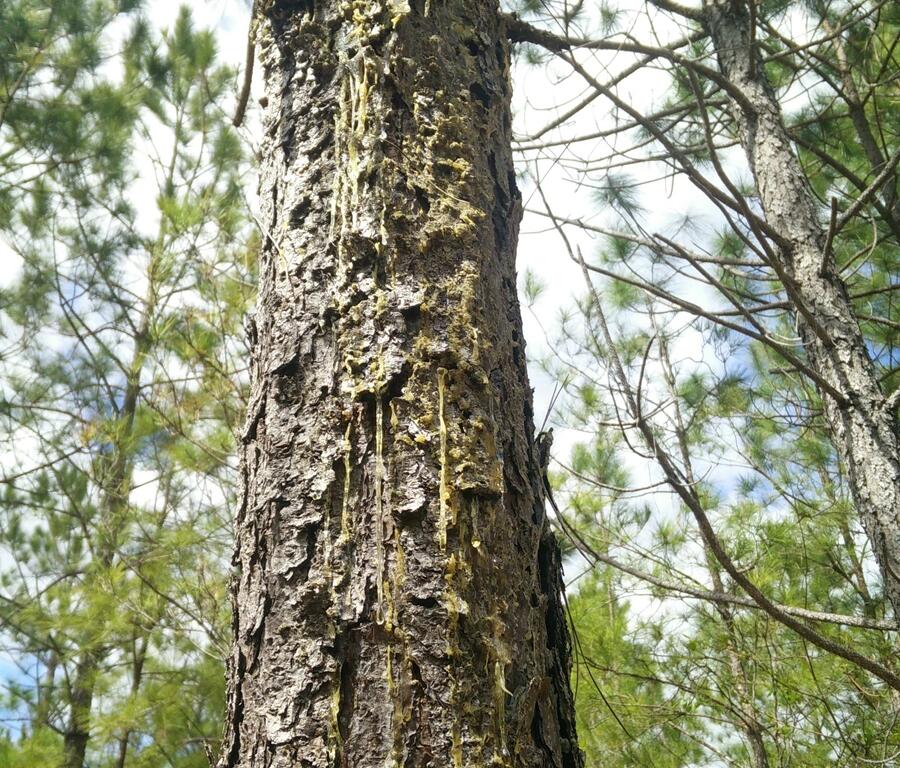 Close-up of pine tree trunk showing pitch canker resin damage.