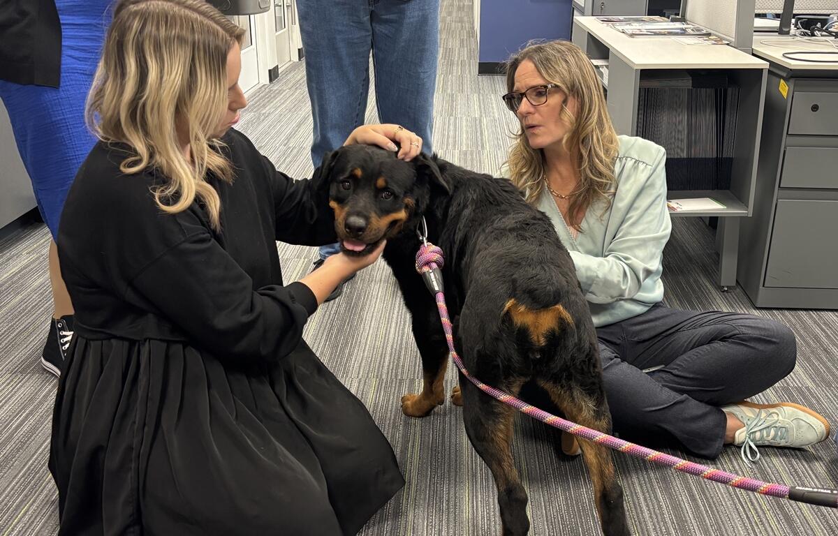 A one-year-old Rottweiler mix named Sydney receives affection from two women in an office setting, one kneeling in front of her and the other sitting on the floor, while on a pink leash.