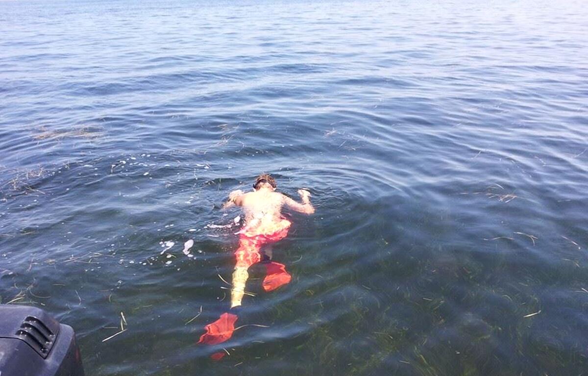 Person snorkeling in shallow seagrass beds during scalloping season in Crystal River, Florida.