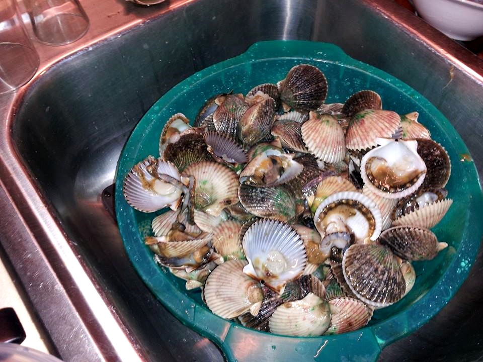 Pile of freshly caught bay scallops in a green strainer inside a kitchen sink, ready for cleaning.
