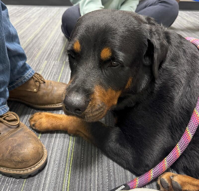 After exploring the office, Sydney settles down for a quiet moment beside her new friends at the radio station.