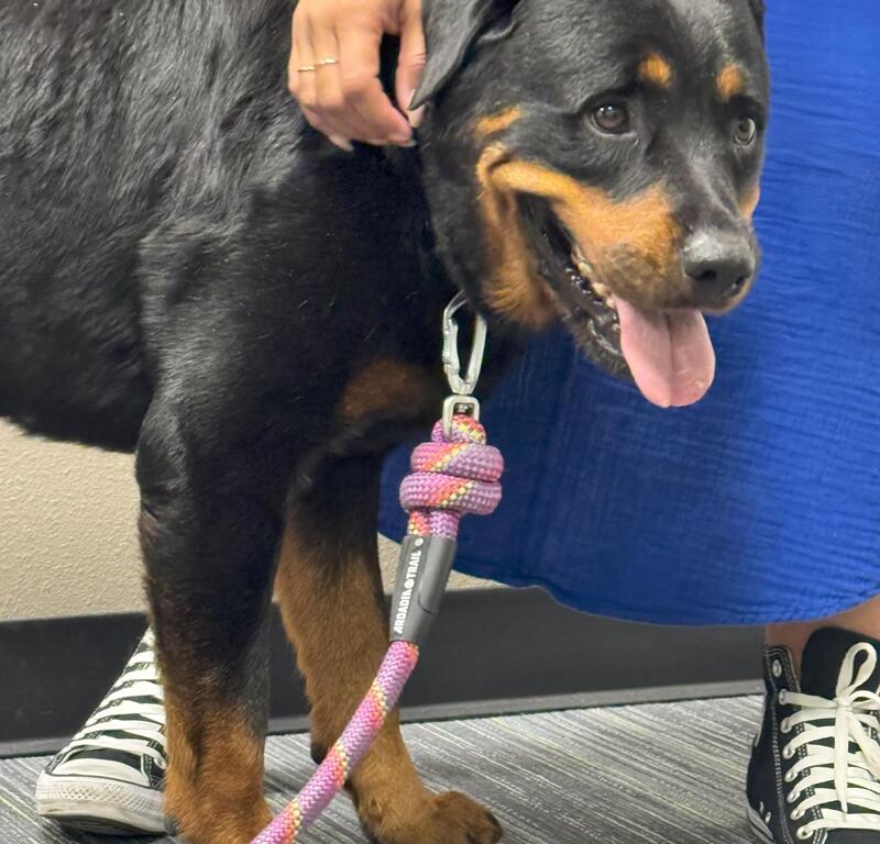 Close-up of Sydney, a young Rottweiler mix on a pink leash, standing beside a person wearing a blue skirt and black sneakers.