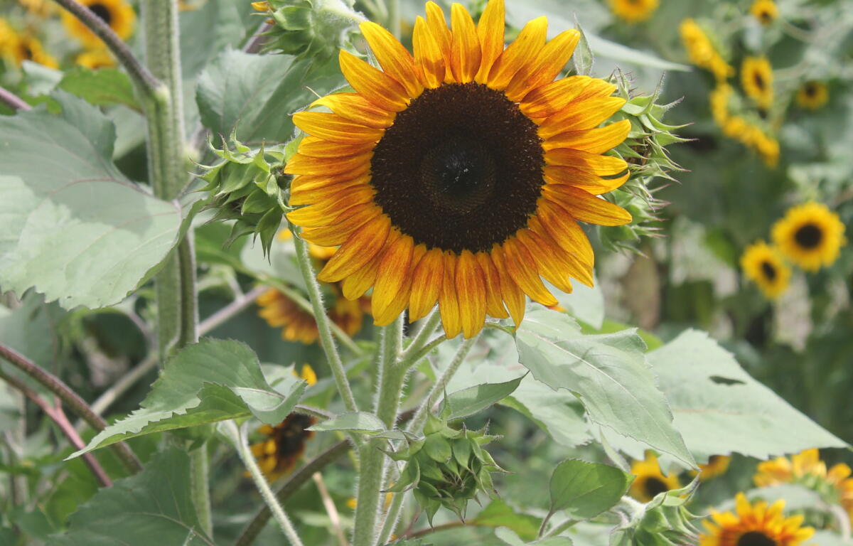 A yellow and brown circular flower on a green stem, with a sea of green in the forefront and background.