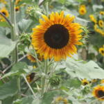 A yellow and brown circular flower on a green stem, with a sea of green in the forefront and background.