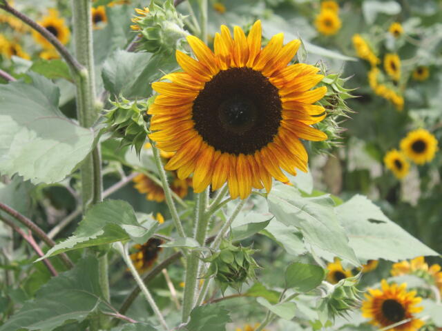 A yellow and brown circular flower on a green stem, with a sea of green in the forefront and background.