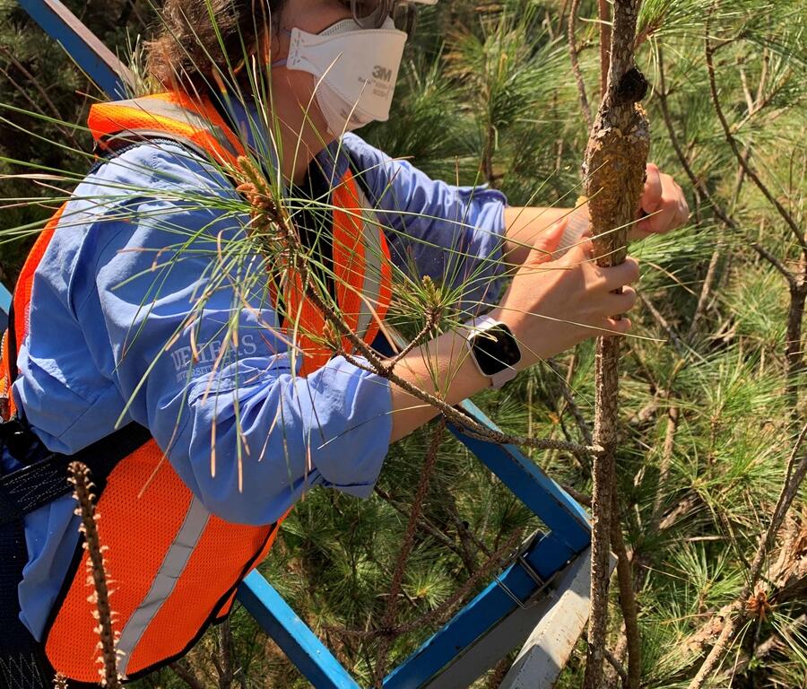 Dr. Tania Quesada inspects pitch canker symptoms on a pine tree during a field study in a Southeastern U.S. forest.