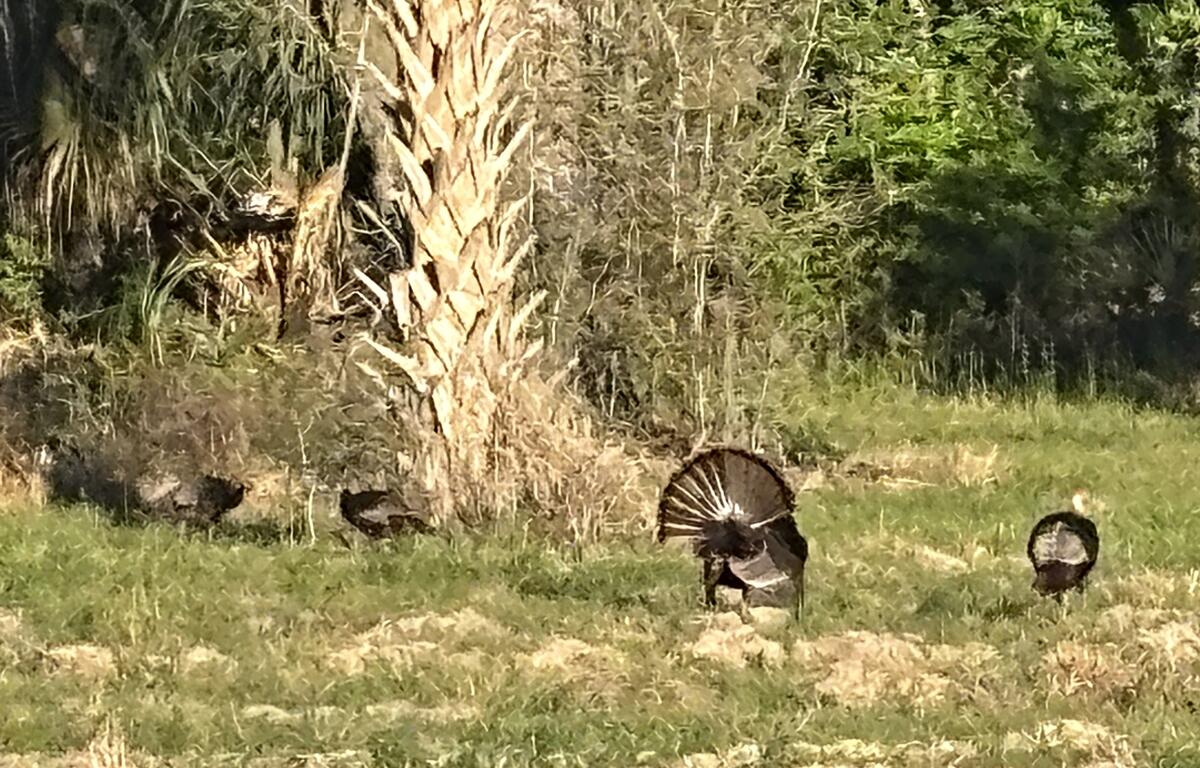 Group of wild turkeys, including gobblers displaying fanned tails, in a grassy area with palm trees and brush in Marion County, Florida.