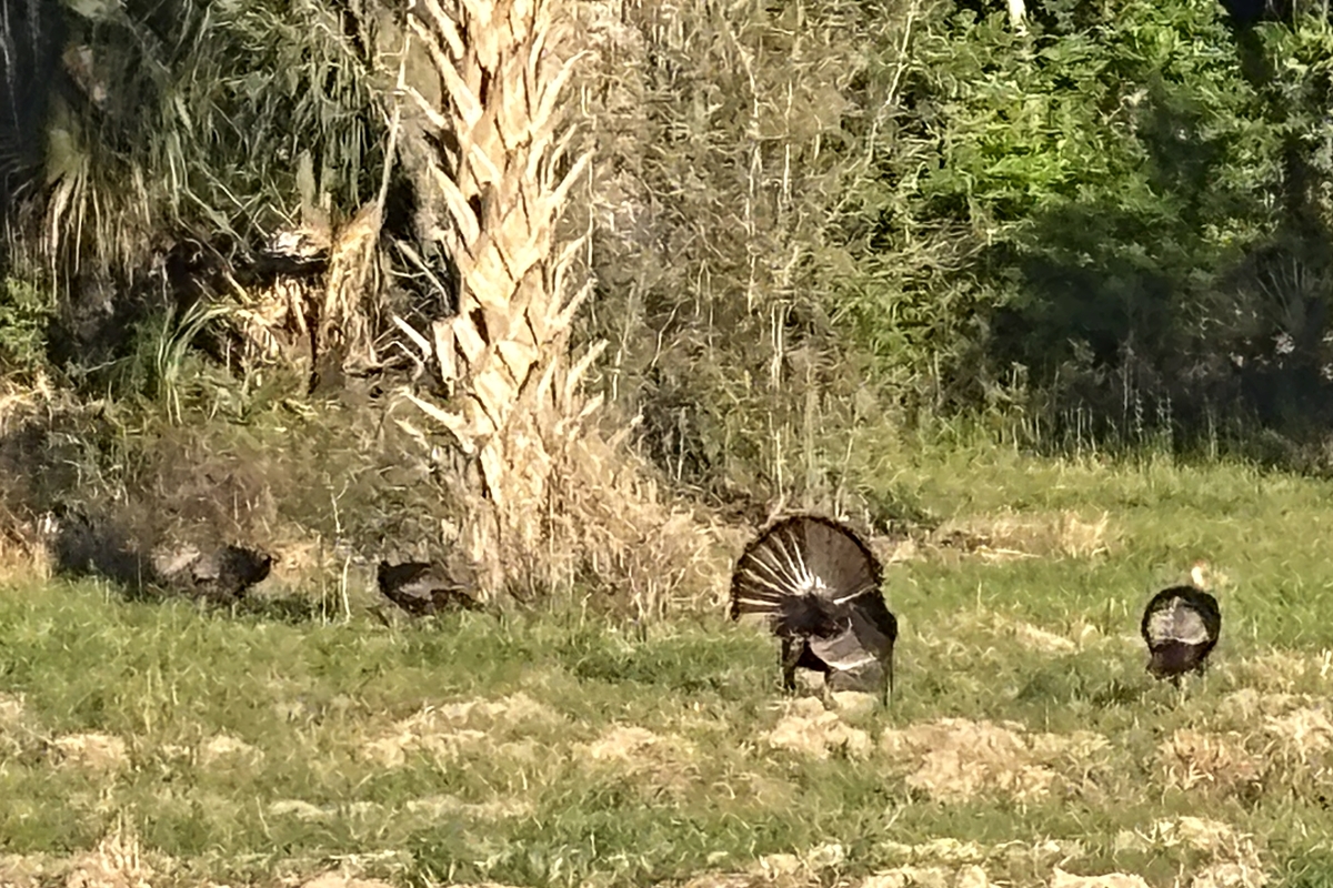 Group of wild turkeys, including gobblers displaying fanned tails, in a grassy area with palm trees and brush in Marion County, Florida.