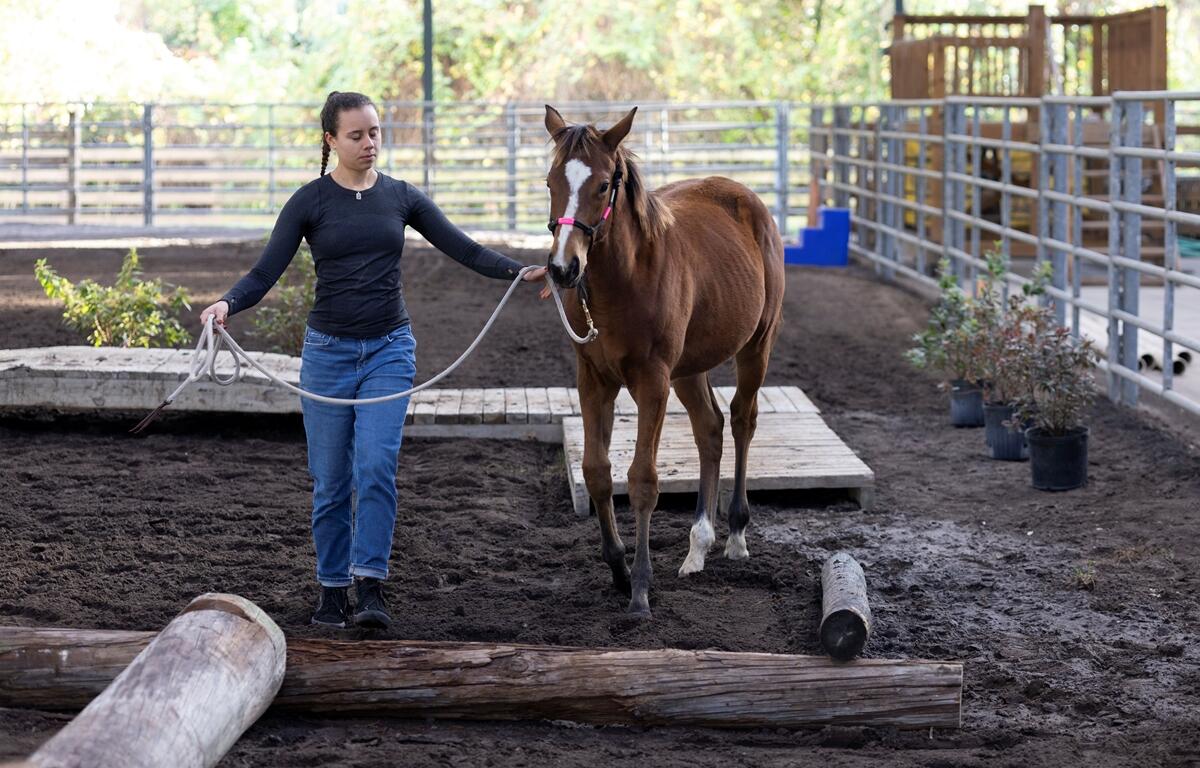 A woman leads a horse through an obstacle course in a fenced training area at a University of Florida equine research facility.