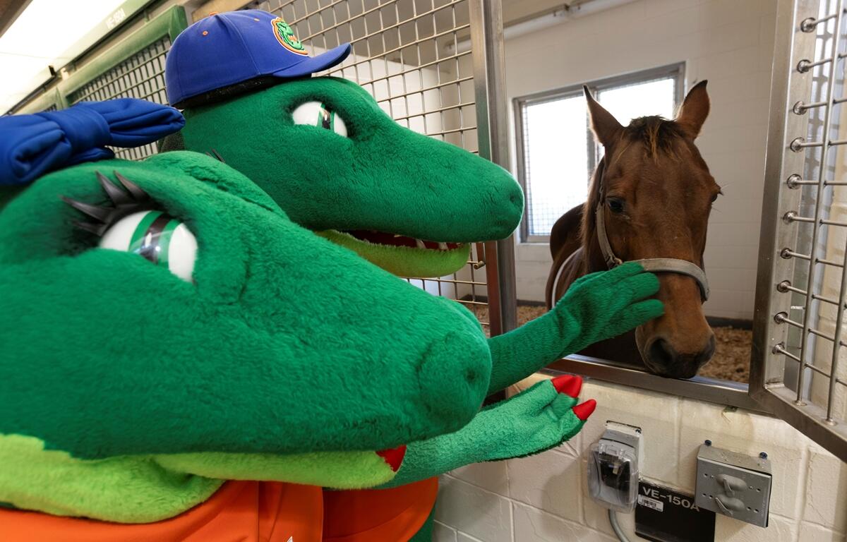 UF mascots Albert and Alberta reach out to touch a horse inside a veterinary stall at the University of Florida College of Veterinary Medicine.