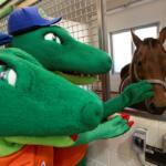 UF mascots Albert and Alberta reach out to touch a horse inside a veterinary stall at the University of Florida College of Veterinary Medicine.