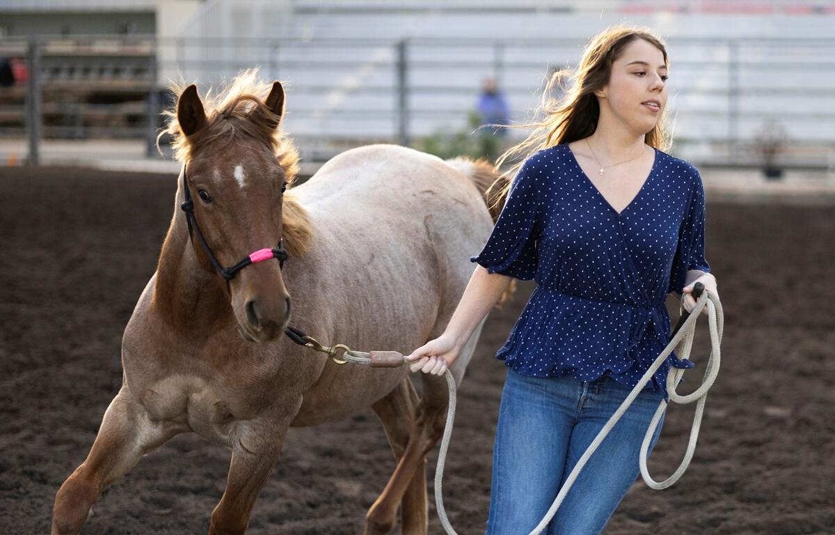 A young woman guides a horse on a lead rope through a sandy arena during a training session at a University of Florida equine facility.