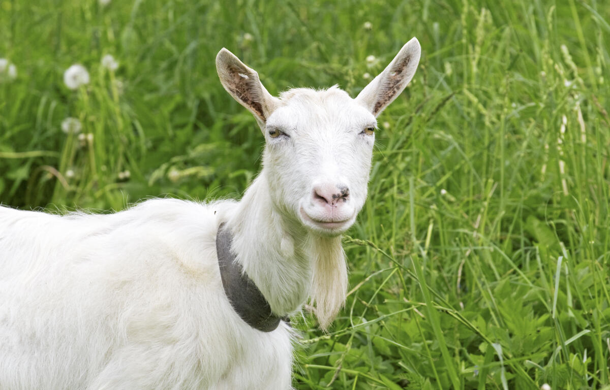 White goat wearing a collar, standing in tall green grass.