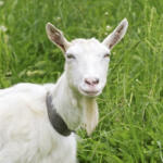 White goat wearing a collar, standing in tall green grass.