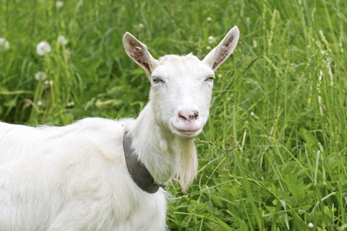 White goat wearing a collar, standing in tall green grass.