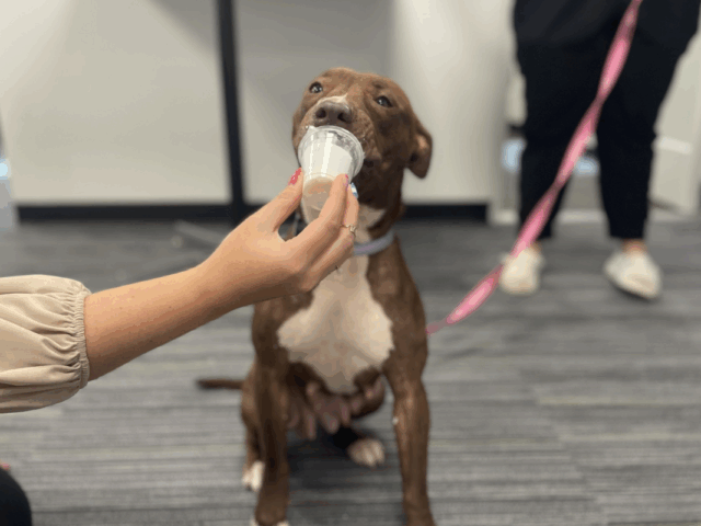 A brown and white dog named Martha enjoys a treat from a small cup while on a pink leash. A person with red-painted nails holds the cup as the dog sits on a gray-striped floor indoors.