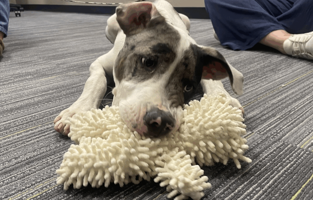 Klondike, a playful 6-month-old puppy, lies on the floor chewing a white textured toy. His ears are perked, and he has an alert, curious expression, highlighting his fun-loving and energetic personality.