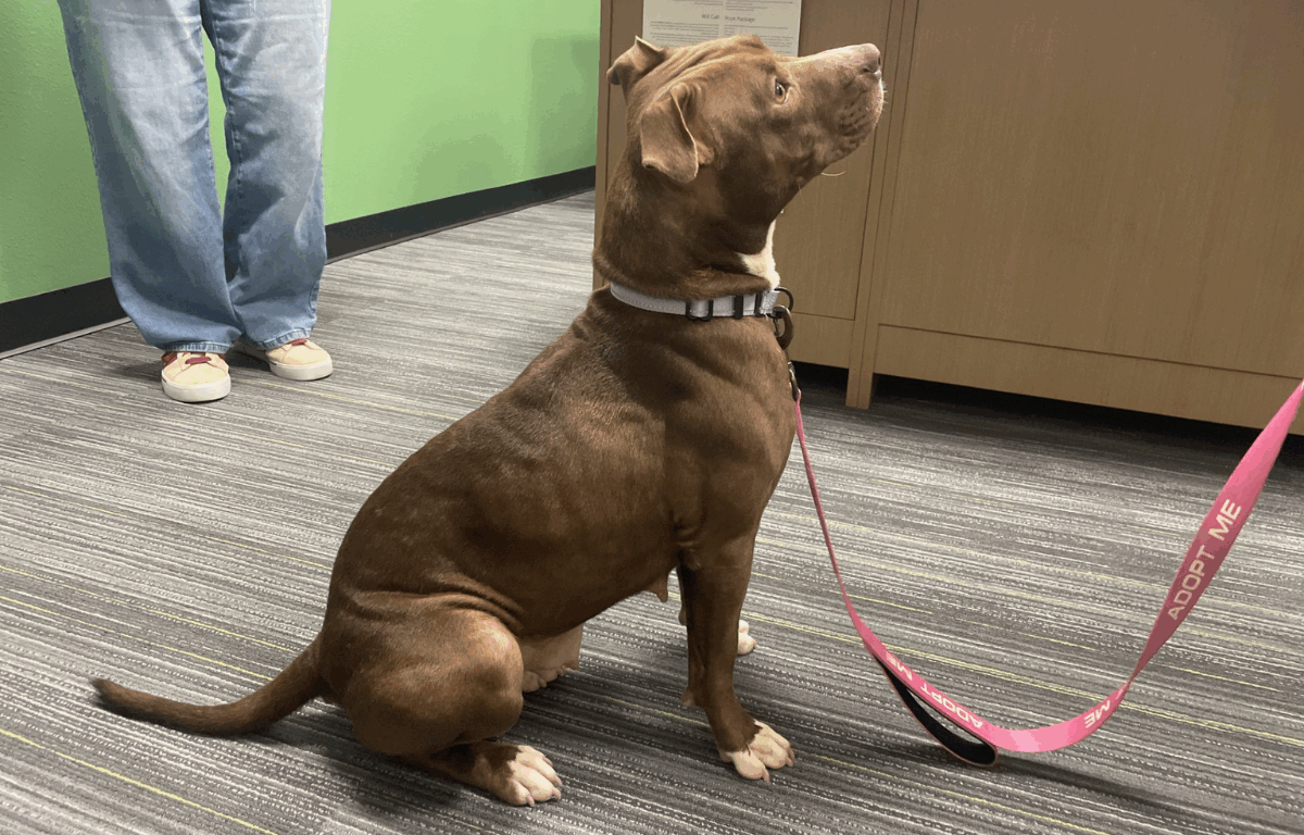 Martha, a brown and white dog wearing a lavender collar and pink “Adopt Me” leash, sits attentively while looking up. She is indoors on a gray-striped floor next to a person in jeans.