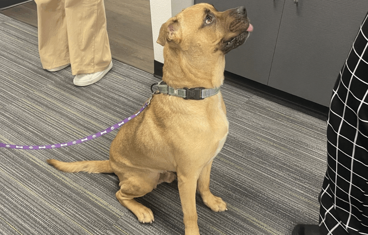 A tan-colored dog named Butch sits attentively on a gray-striped carpet, wearing a green collar and a purple leash with white paw prints. He looks up with his tongue slightly sticking out, surrounded by people whose legs are partially visible.