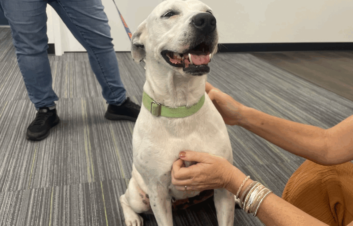 Cookie, a white dog with a green collar, sits happily while being petted, her mouth open in a joyful pant. A person in jeans holds her leash as she enjoys the attention.