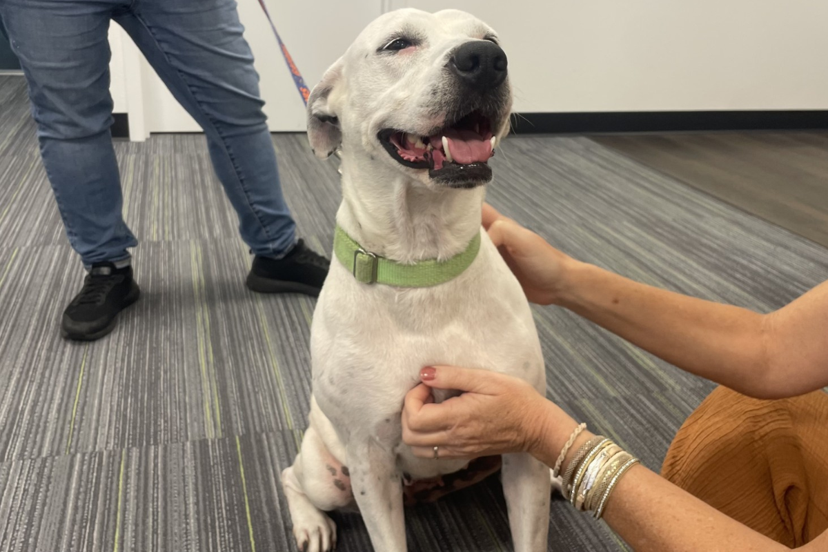 Cookie, a white dog with a green collar, sits happily while being petted, her mouth open in a joyful pant. A person in jeans holds her leash as she enjoys the attention.