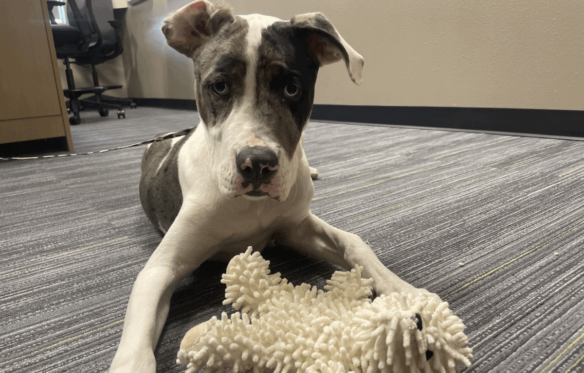 Klondike, a young black and white mixed-breed dog, lies on a carpeted office floor with a plush toy between his front paws, looking up with curious eyes.