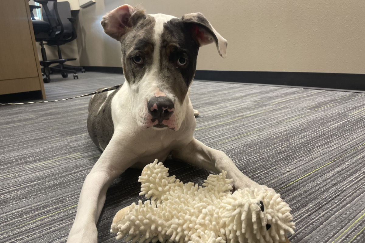 Klondike, a young black and white mixed-breed dog, lies on a carpeted office floor with a plush toy between his front paws, looking up with curious eyes.