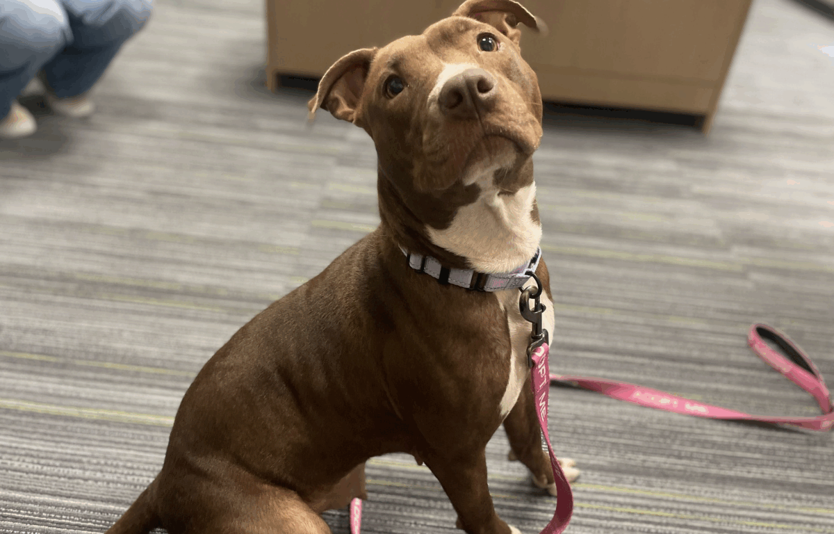 A brown and white dog wearing a lavender collar and a pink "adopt me" leash sits on gray striped carpet and looks up at the camera.