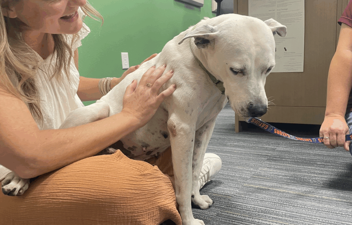 A gentle white dog with black spots rests her head shyly while sitting on a person’s lap. She wears a green collar and a “Gators” leash as she receives soft pets in a cozy, indoor setting.
