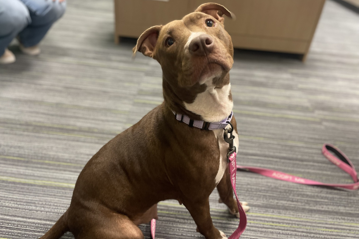 A brown and white dog wearing a lavender collar and a pink "adopt me" leash sits on gray striped carpet and looks up at the camera.