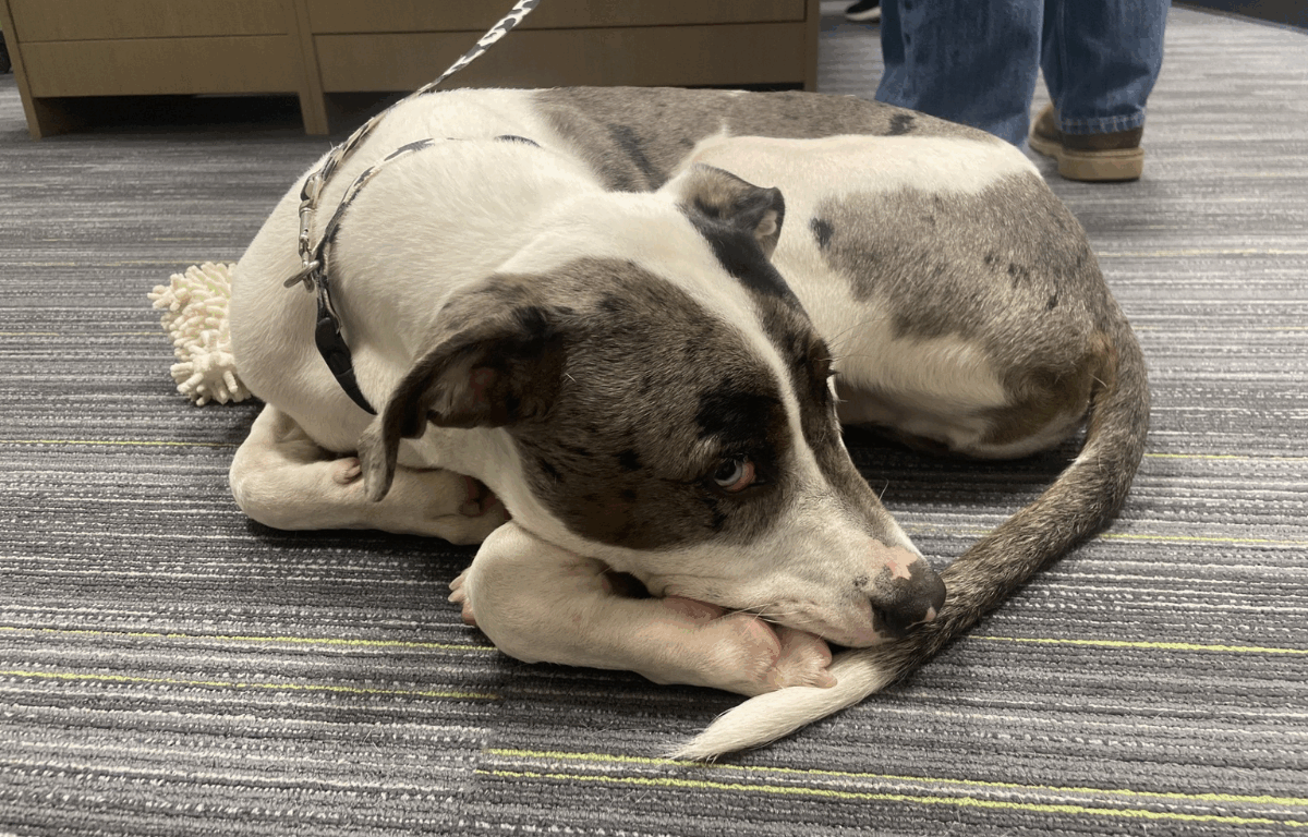 A young mixed-breed grey and white dog named Klondike is curled up and sleeping on a grey striped carpeted floor.