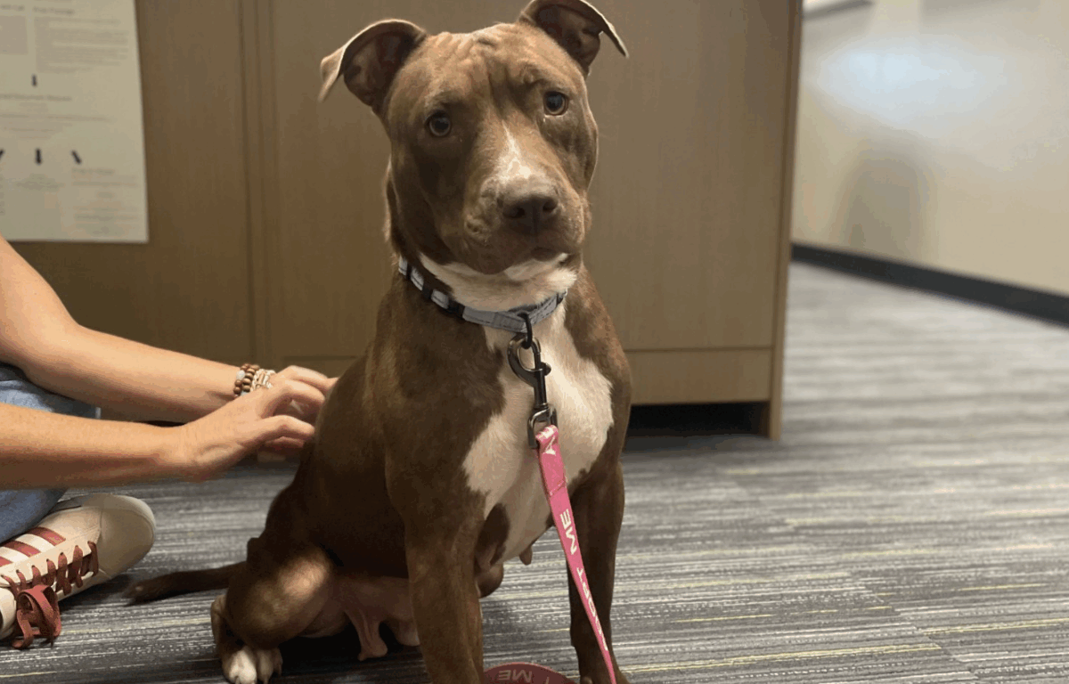 A brown and white dog wearing a lavender collar and a pink "adopt me" leash sits on gray striped carpet while a woman scratches the dog's back.