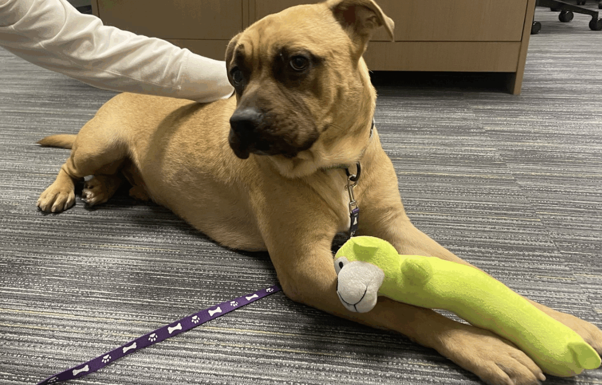 Butch, a tan dog, lies on a gray-striped carpet with a soft, green plush toy tucked between his front legs. He looks off to the side with a calm expression while someone gently rests a hand on his back.