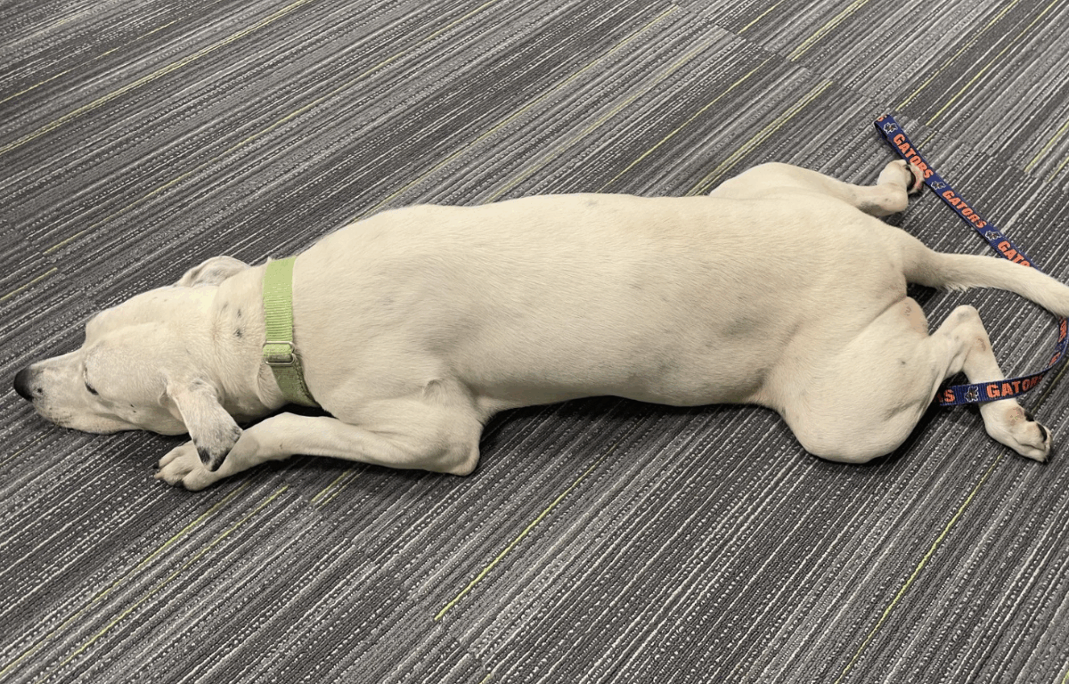 A white dog with black spots lies peacefully on a gray-striped carpet, wearing a light green collar and attached to a blue and orange “Gators” leash.