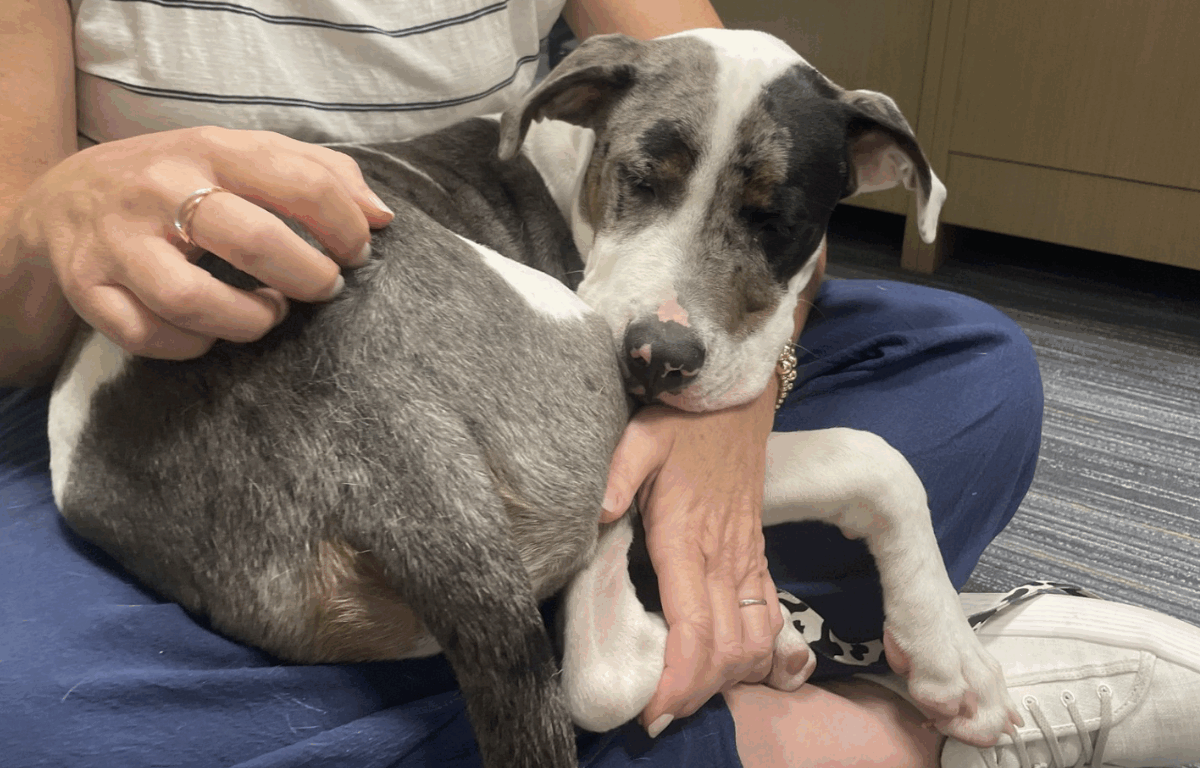 A young mixed-breed dog named Klondike is curled up and sleeping in a woman's lap. The woman is gently petting him while sitting on the floor. Klondike looks peaceful and cozy, showcasing his sweet and cuddly nature.